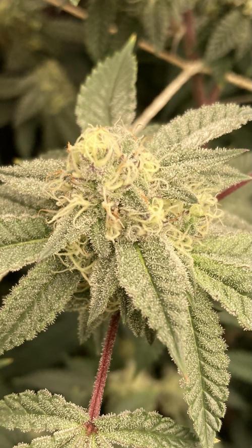 CN#2 (Relentless Genetics). Week 6