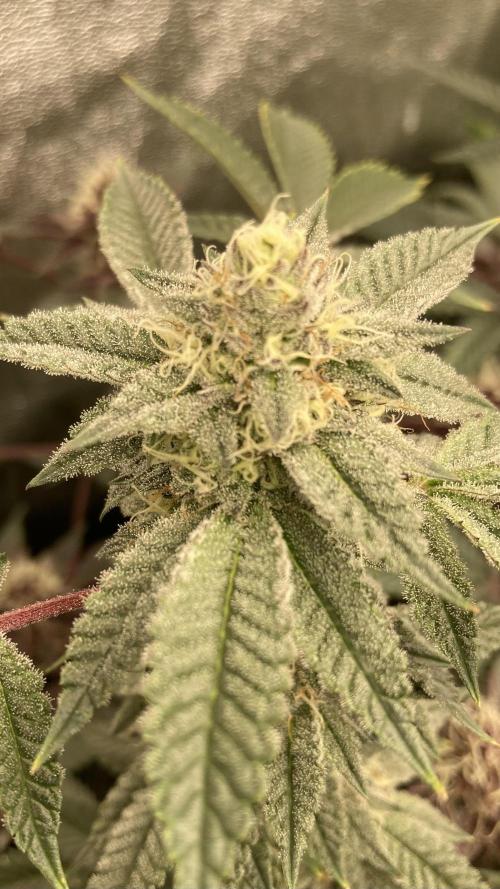 CN#2 (Relentless Genetics). Week 6