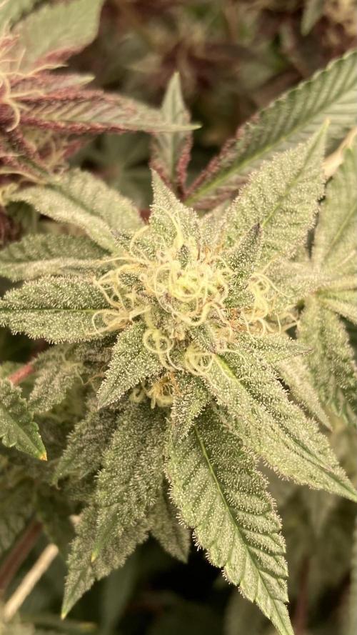 CN#2 (Relentless Genetics). Week 6