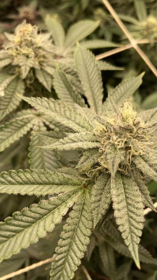 CN#2 (Relentless Genetics). Week 6