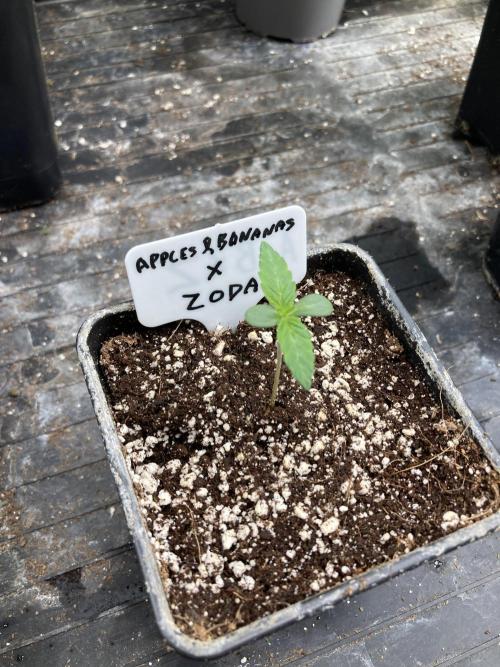 Apples & Bananas x Zoda (Umami Seed Co). Week 1