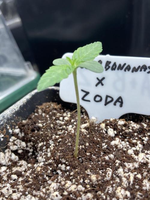 Apples & Bananas x Zoda (Umami Seed Co). Week 1