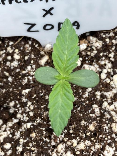 Apples & Bananas x Zoda . Week 1