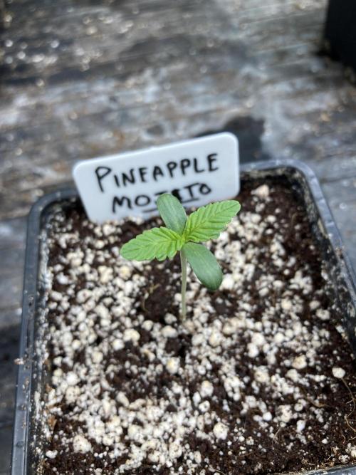 Pineapple Mojito S1. Week 1
