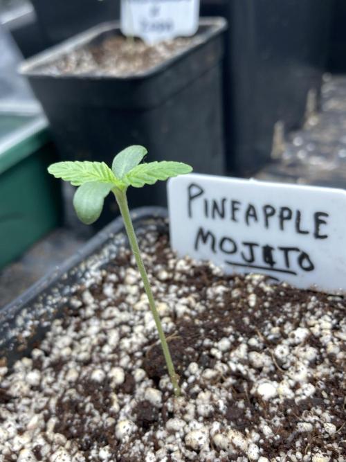 Pineapple Mojito S1. Week 1