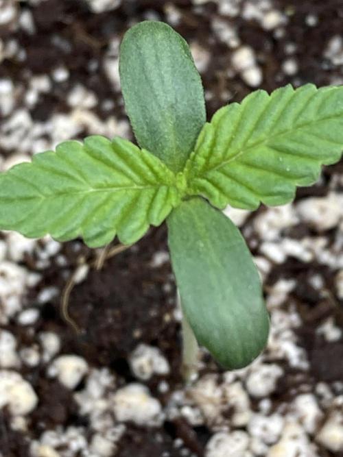 Pineapple Mojito. Week 1
