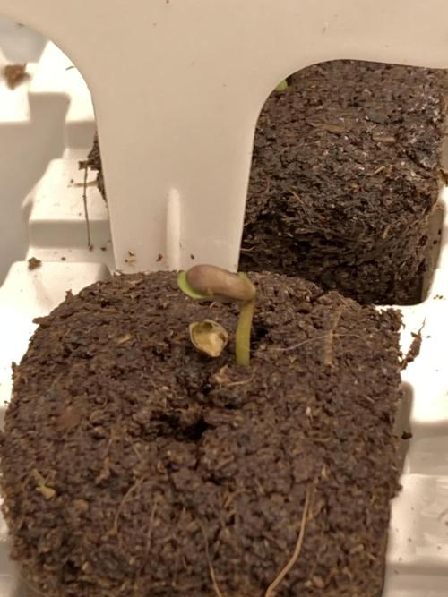 Frosty’s Purple Freak (Khalifa). Week 1