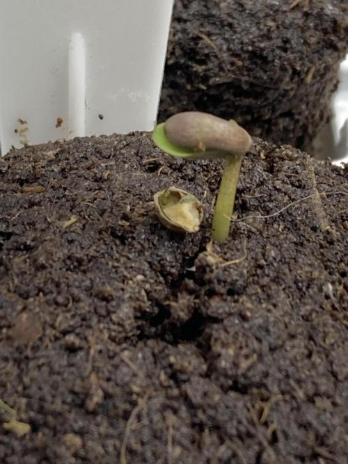 Frosty’s Purple Freak (Khalifa). Week 1