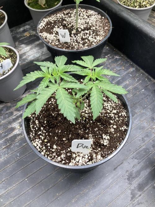 Do-lato V2 (In House Genetics). Week 5