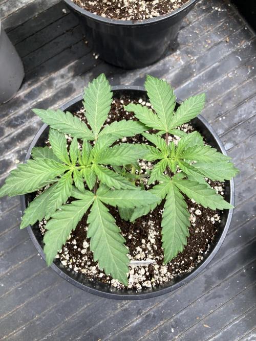 Do-lato V2 (In House Genetics). Week 5