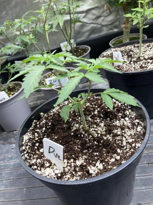Do-lato V2 (In House Genetics). Week 5