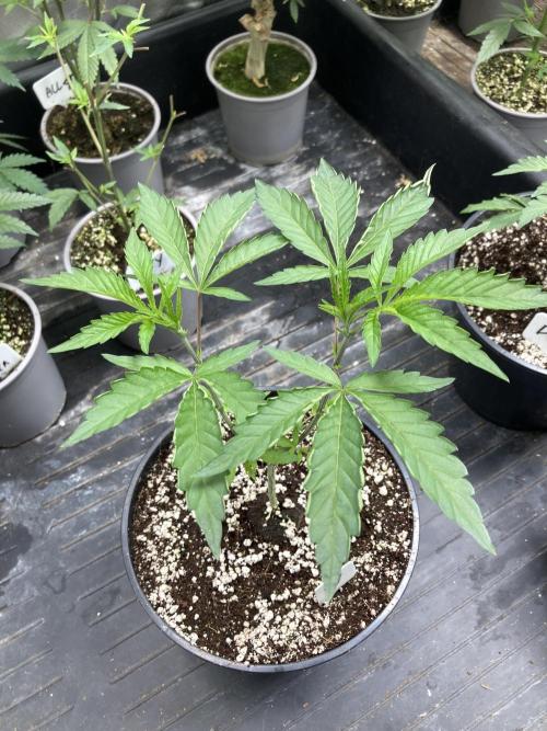 Windu (Wizard Trees). Week 5