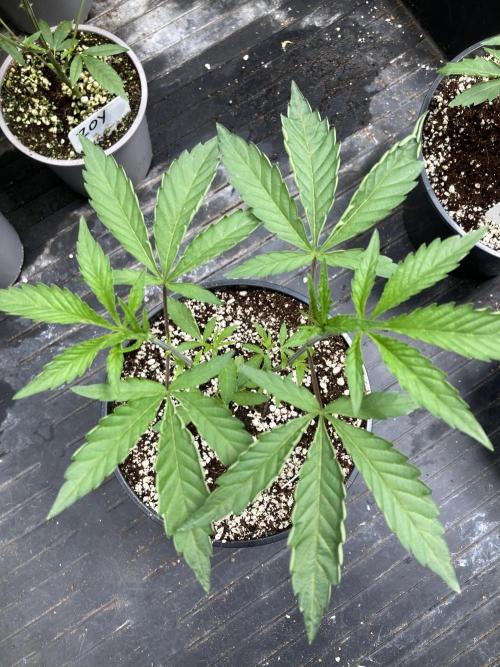 Windu (Wizard Trees). Week 5