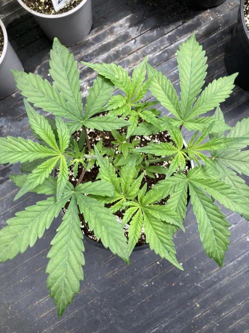 Jelly Breath S1. Week 5