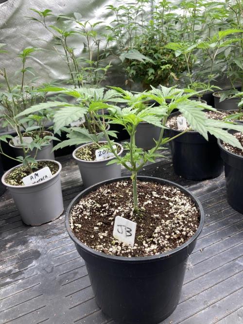 Jelly Breath S1. Week 5