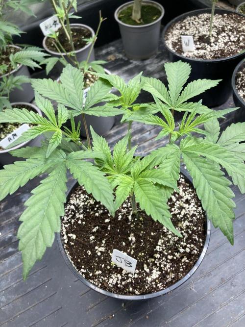 Jelly Breath S1. Week 5