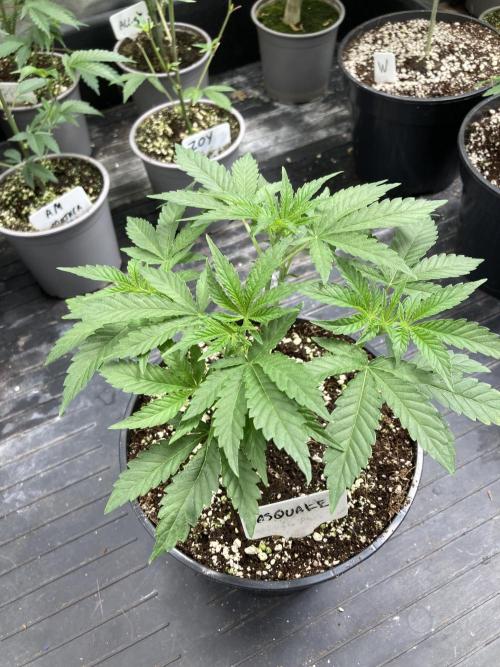 GasQuake (In House Genetics). Week 5
