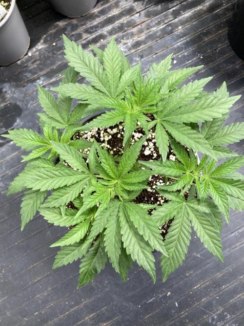 GasQuake (In House Genetics). Week 5