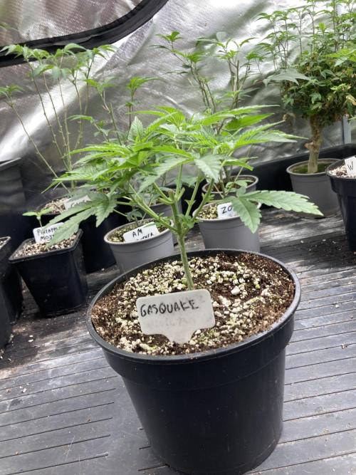 GasQuake (In House Genetics). Week 5