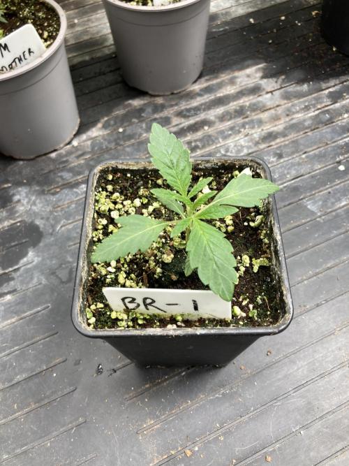 Black Rainbow (LIT Farms). Week 5