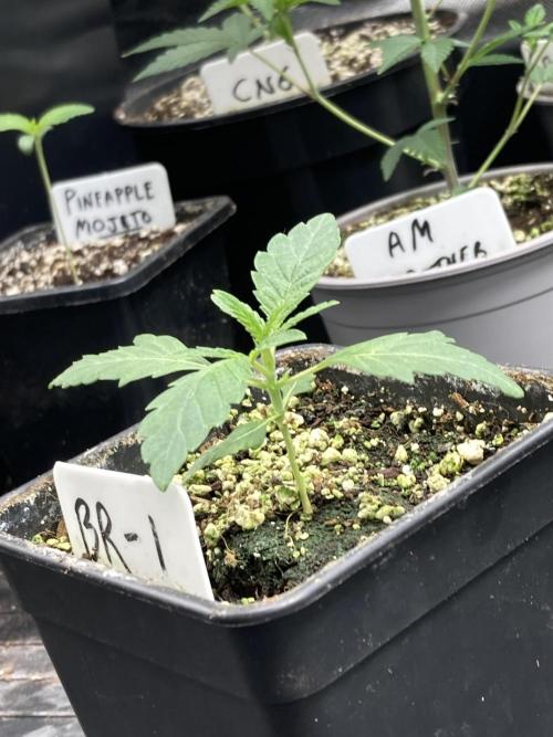 Black Rainbow. Week 5