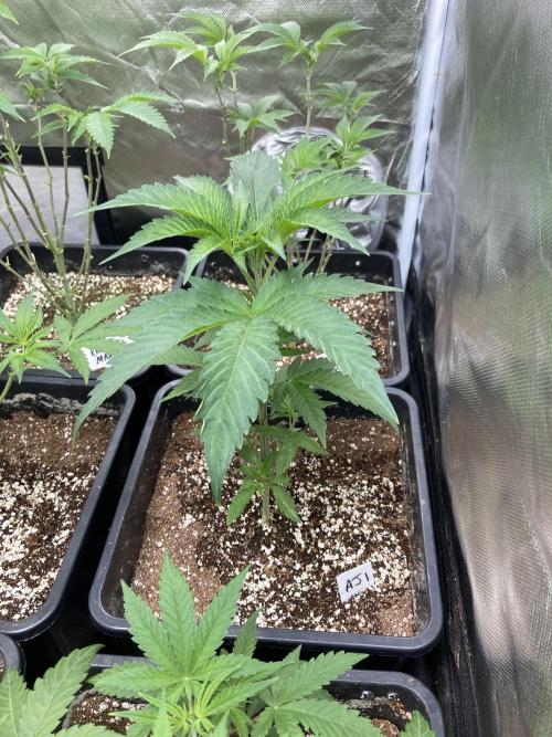 Atomic Jelly (In House Genetics). Week 5