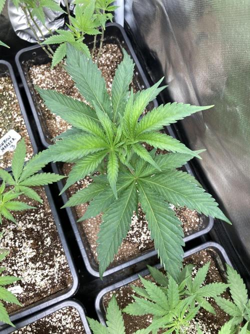 Atomic Jelly (In House Genetics). Week 5