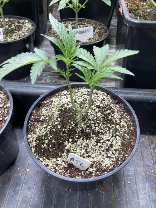 Atomic Jelly (In House Genetics). Week 5