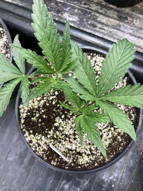 Atomic Jelly (In House Genetics). Week 5
