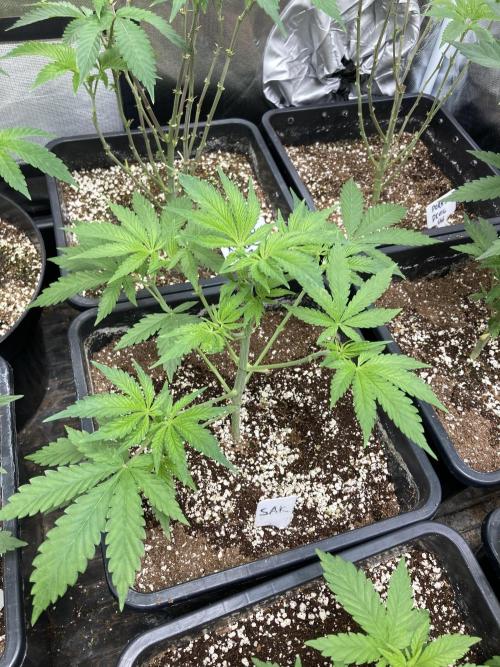 Strawberry Ak (Serious Seeds). Week 5