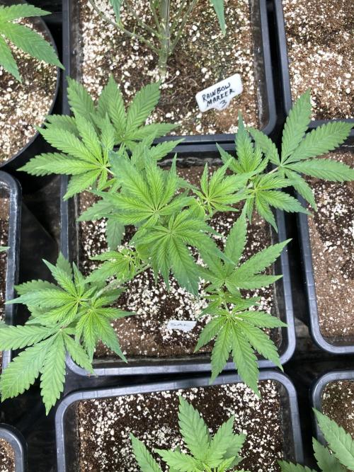 Strawberry Ak (Serious Seeds). Week 5