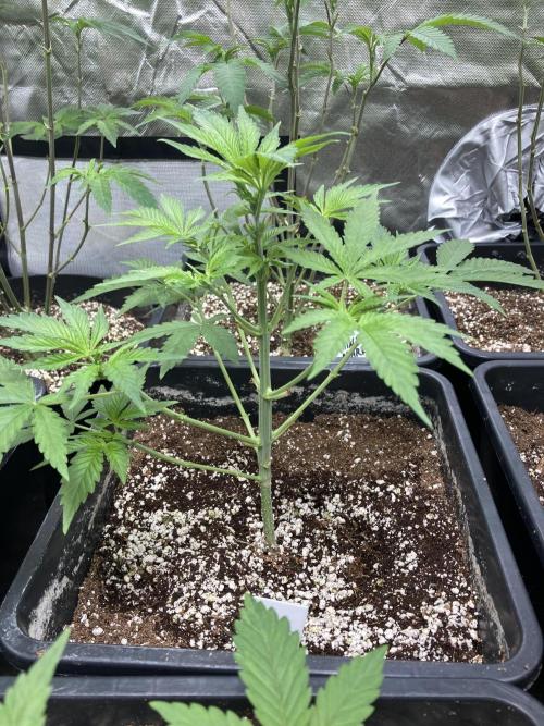 Strawberry AK. Week 5