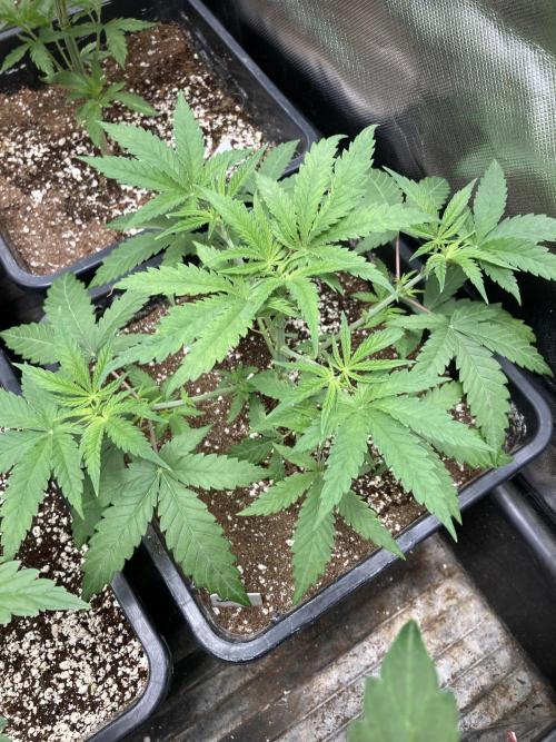 White Rhino (Green House Seeds). Week 5