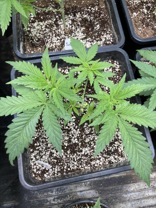 White Rhino (Green House Seeds). Week 5