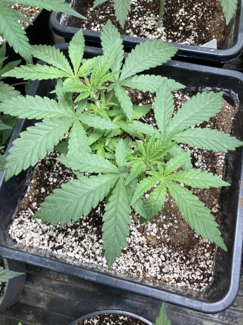 White Rhino (Green House Seeds). Week 5