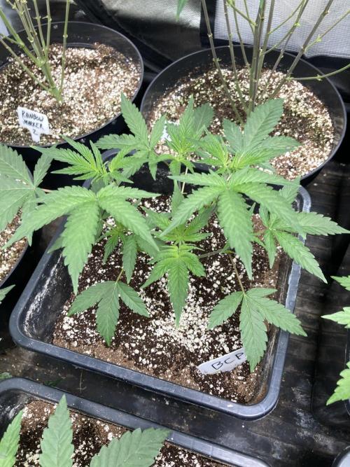 BlackCherry Punch (In House Genetics). Week 5