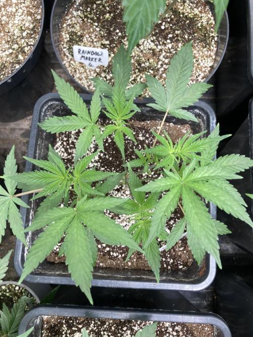 BlackCherry Punch (In House Genetics). Week 5