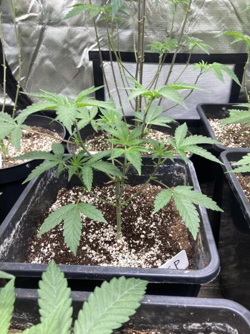 Black Cherry Punch. Week 5