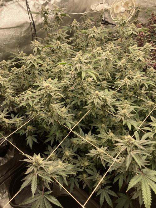 Zoy Sauce Clones (My Cut). Week 7