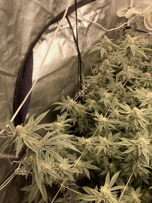 Zoy Sauce Clones (My Cut). Week 7