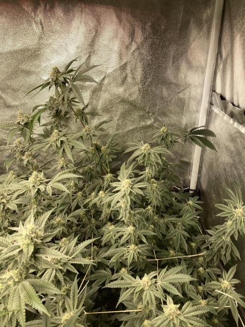Zoy Sauce Clones (My Cut). Week 7