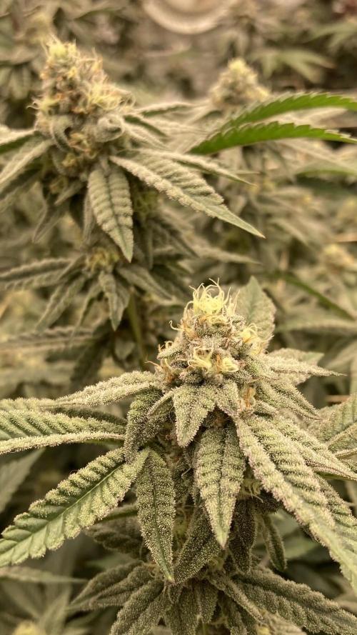 Zoy Sauce Clones (My Cut). Week 7