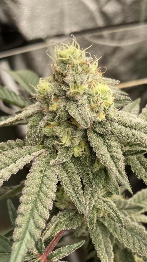 Zoy Sauce Clones (My Cut). Week 7