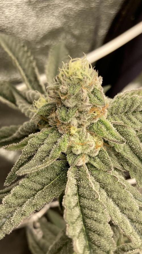 Zoy Sauce Clones (My Cut). Week 7