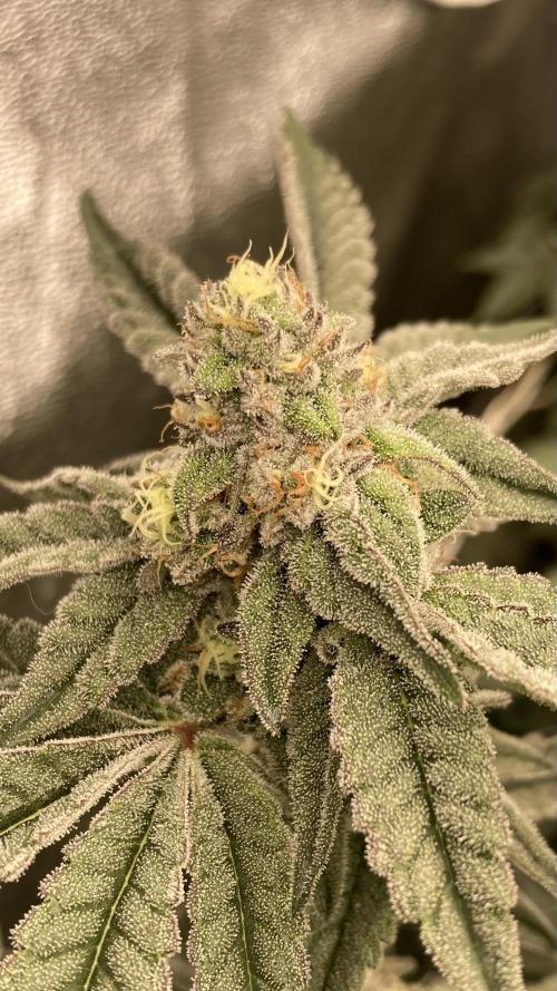 Zoy Sauce Clones (My Cut). Week 7