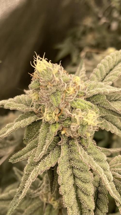 Zoy Sauce Clones (My Cut). Week 7