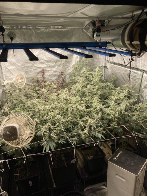 All Starz Clone (LIT Farms). Week 7