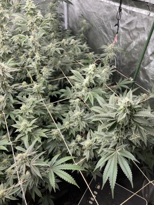 All Starz Clone (LIT Farms). Week 7
