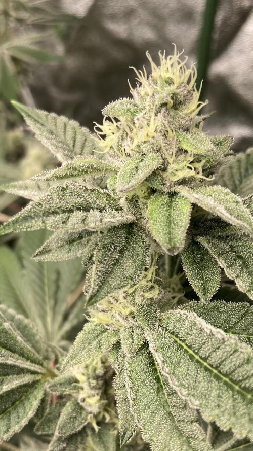All Starz Clone (LIT Farms). Week 7