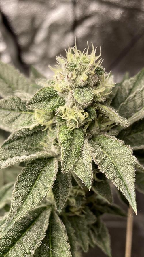 All Starz Clone (LIT Farms). Week 7